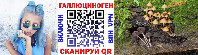 Галлюциногенные грибы Psilocybe  Купить  Чекалин 